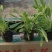山东金鸡菊，基地直销大量有货，质量好价格低