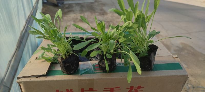 山东金鸡菊，基地直销大量有货，质量好价格低