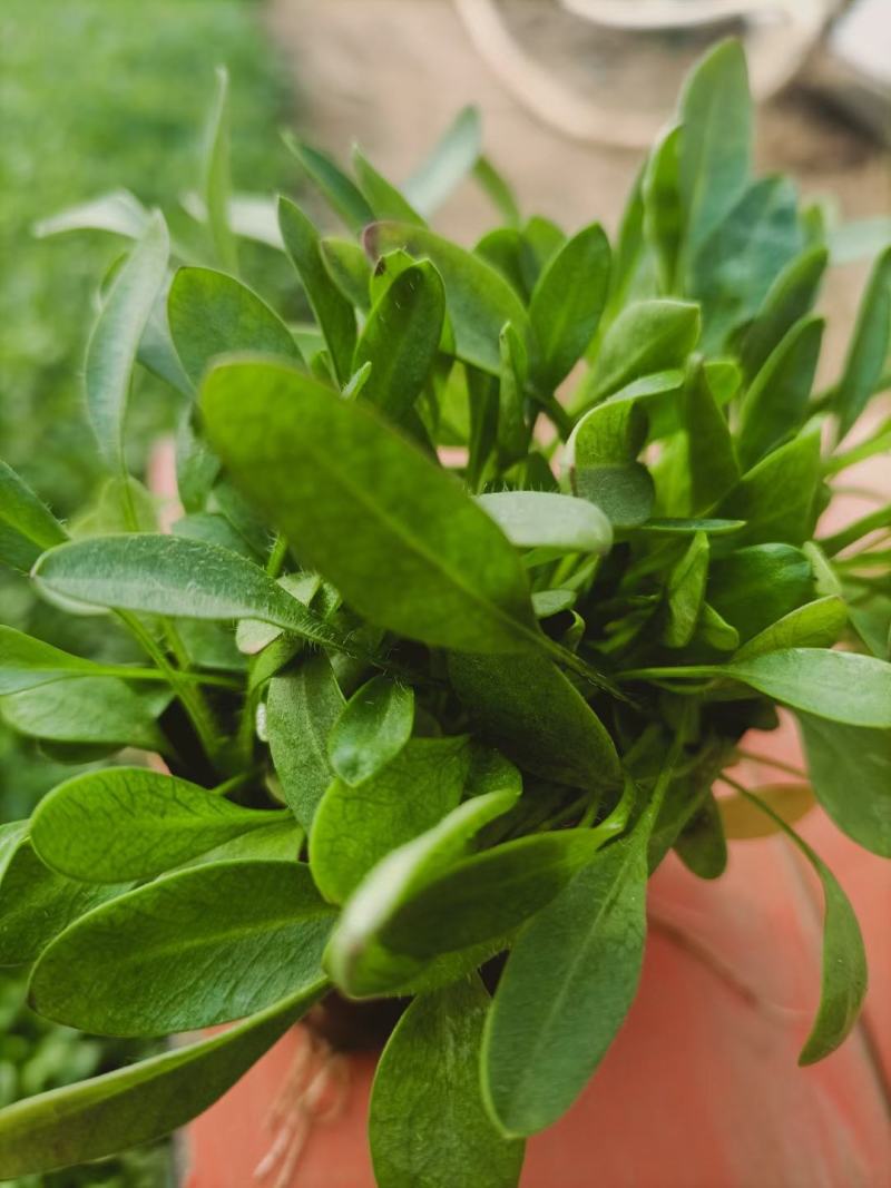 山东金鸡菊，基地直销大量有货，质量好价格低