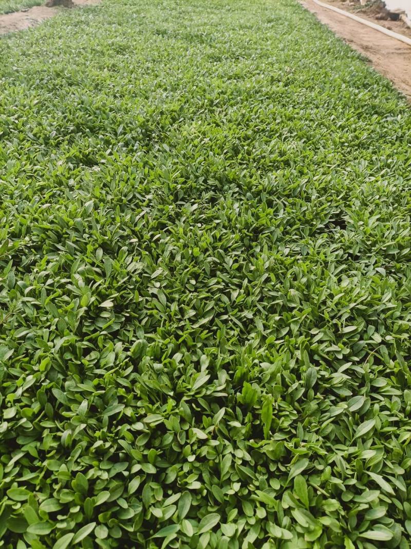 山东金鸡菊，基地直销大量有货，质量好价格低
