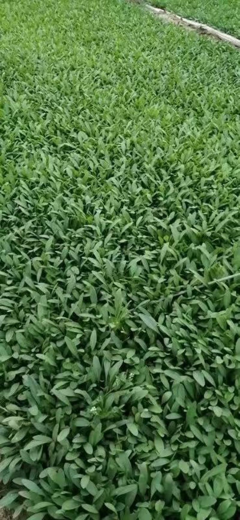 山东金鸡菊，基地直销大量有货，质量好价格低