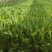 山东金鸡菊，基地直销大量有货，质量好价格低