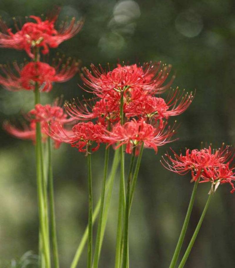 石蒜头，红花石蒜，岩蒜，老鸦蒜