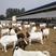波尔山羊纯种羊苗活羊全包包送肉羊多胎高产