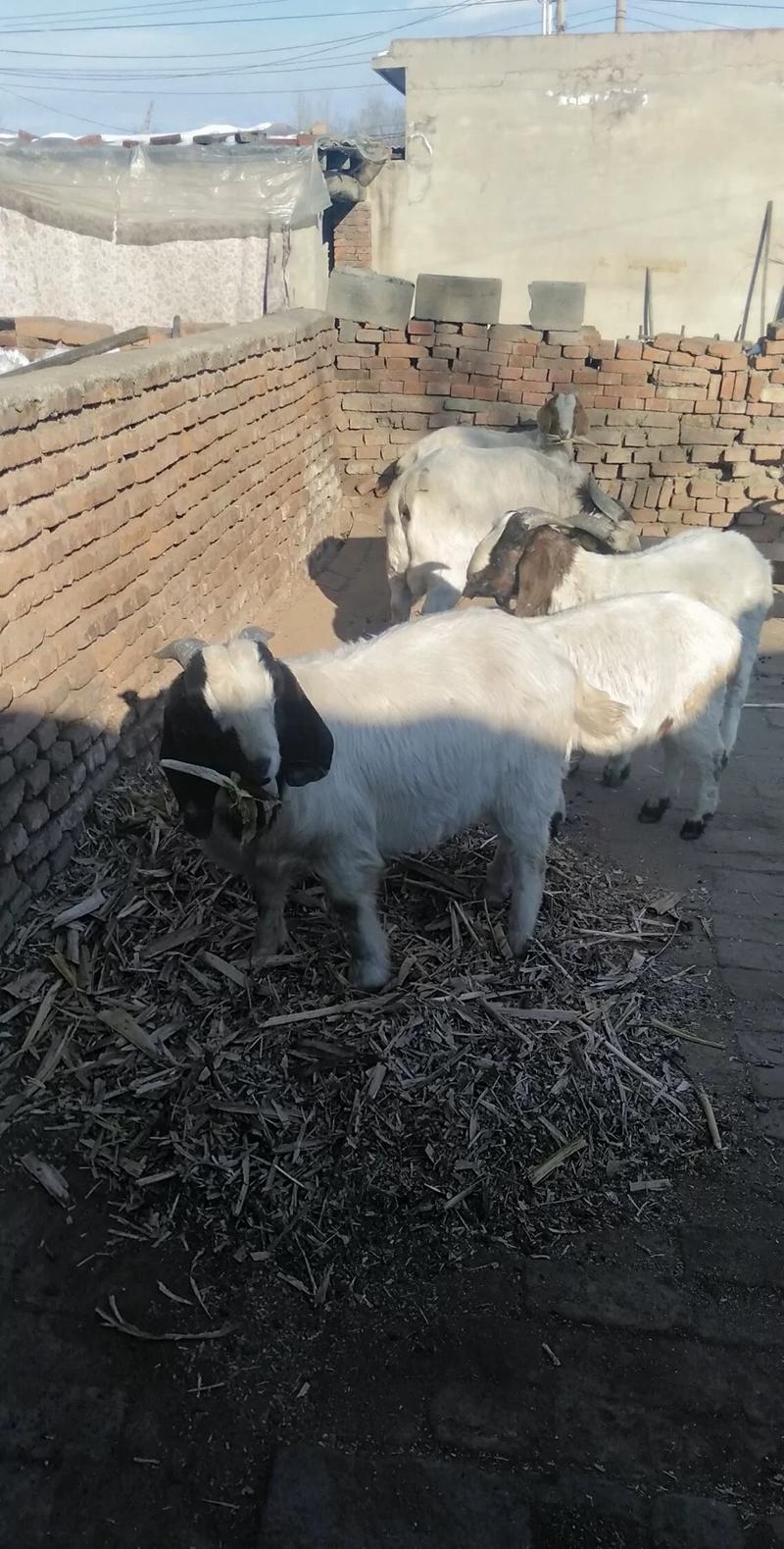 波尔山羊纯种羊苗活羊全包包送肉羊多胎高产
