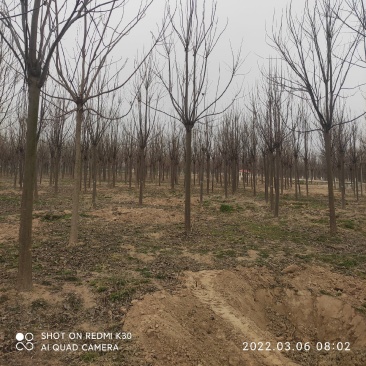 楸树胸径12公分