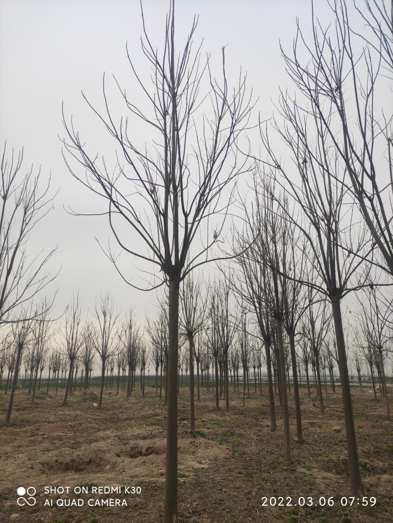 楸树胸经14公分