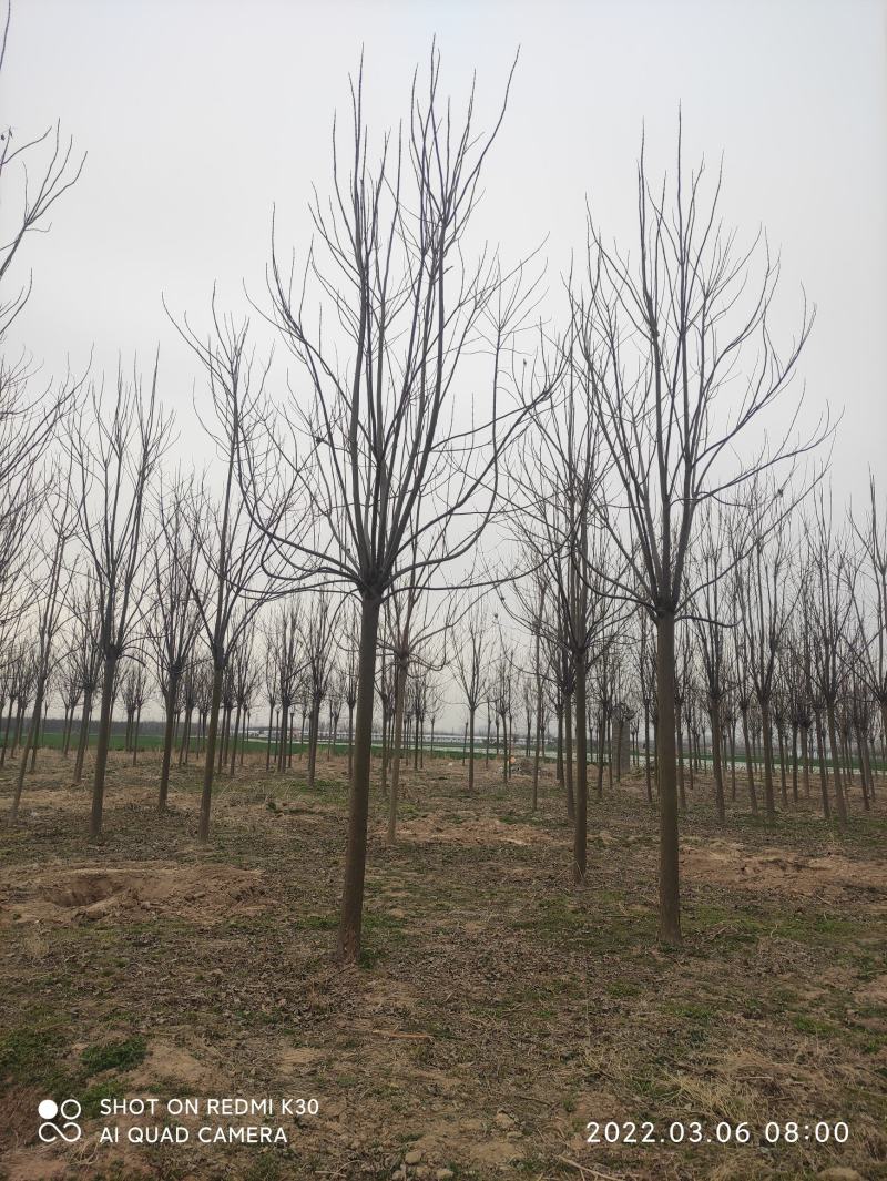 楸树胸经14公分
