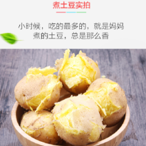 甘肃土豆、定西黄心土豆正在批发、发四川质量保证价格优惠