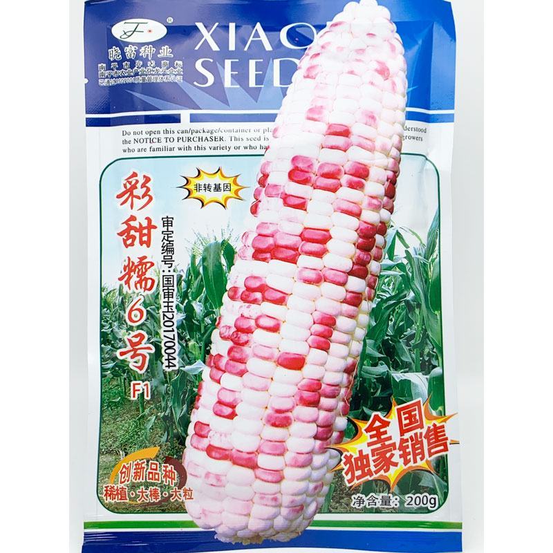 晓富彩甜糯6号玉米种子绿皮大棒非转基因200克原装发货