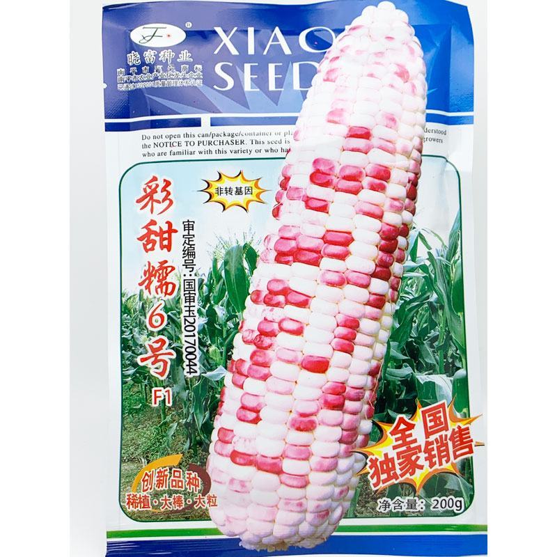 晓富彩甜糯6号玉米种子绿皮大棒非转基因200克原装发货