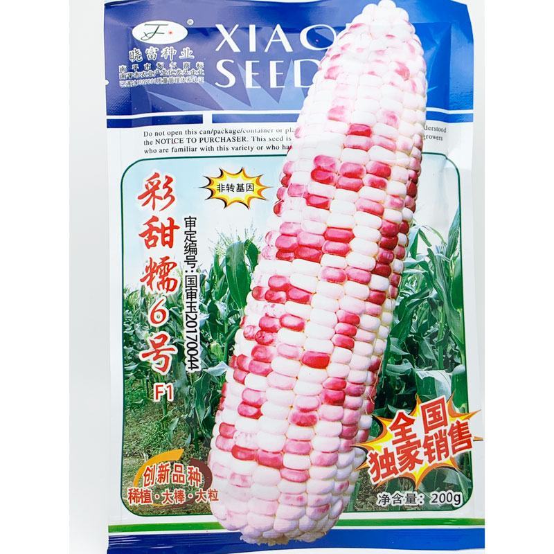 晓富彩甜糯6号玉米种子绿皮大棒非转基因200克原装发货