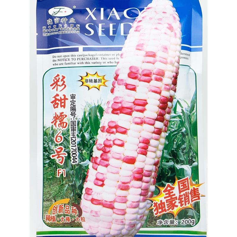 晓富彩甜糯6号玉米种子绿皮大棒非转基因200克原装发货