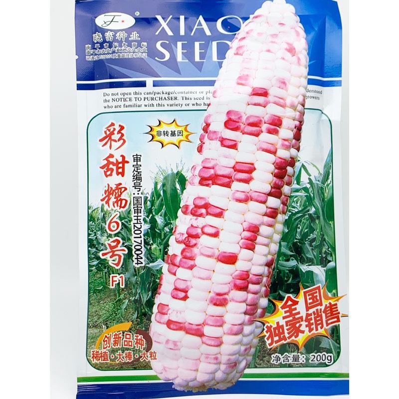 晓富彩甜糯6号玉米种子绿皮大棒非转基因200克原装发货