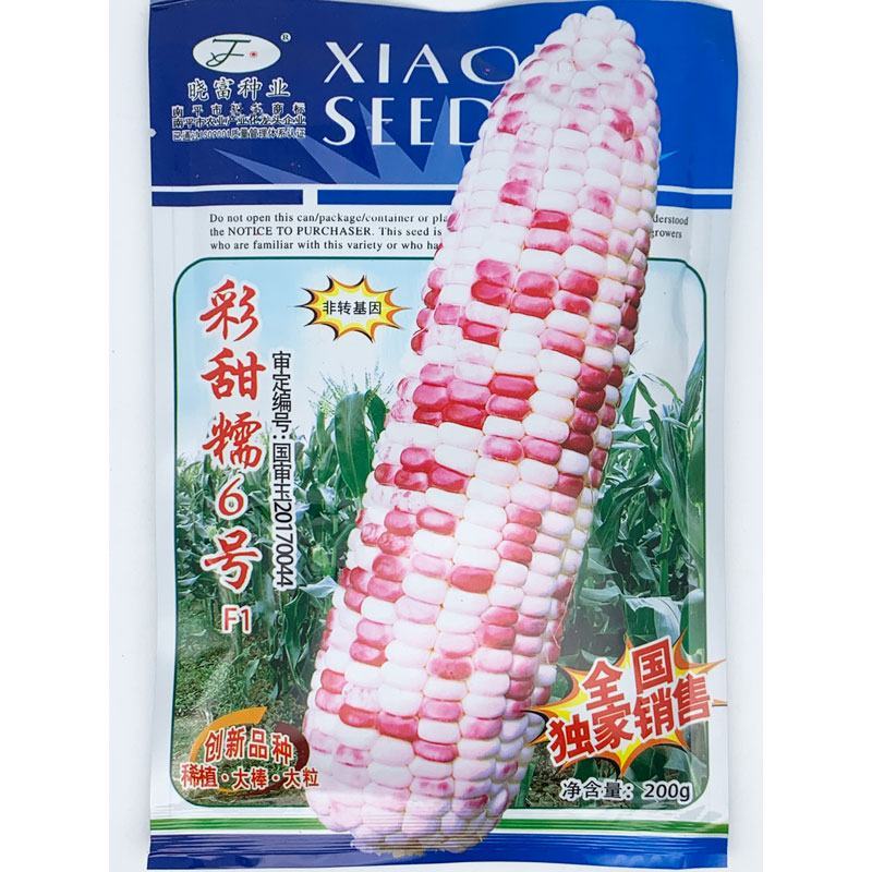 晓富彩甜糯6号玉米种子绿皮大棒非转基因200克原装发货