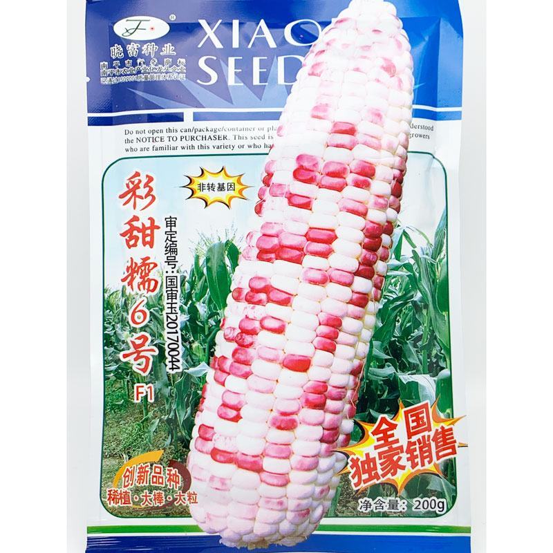 晓富彩甜糯6号玉米种子绿皮大棒非转基因200克原装发货