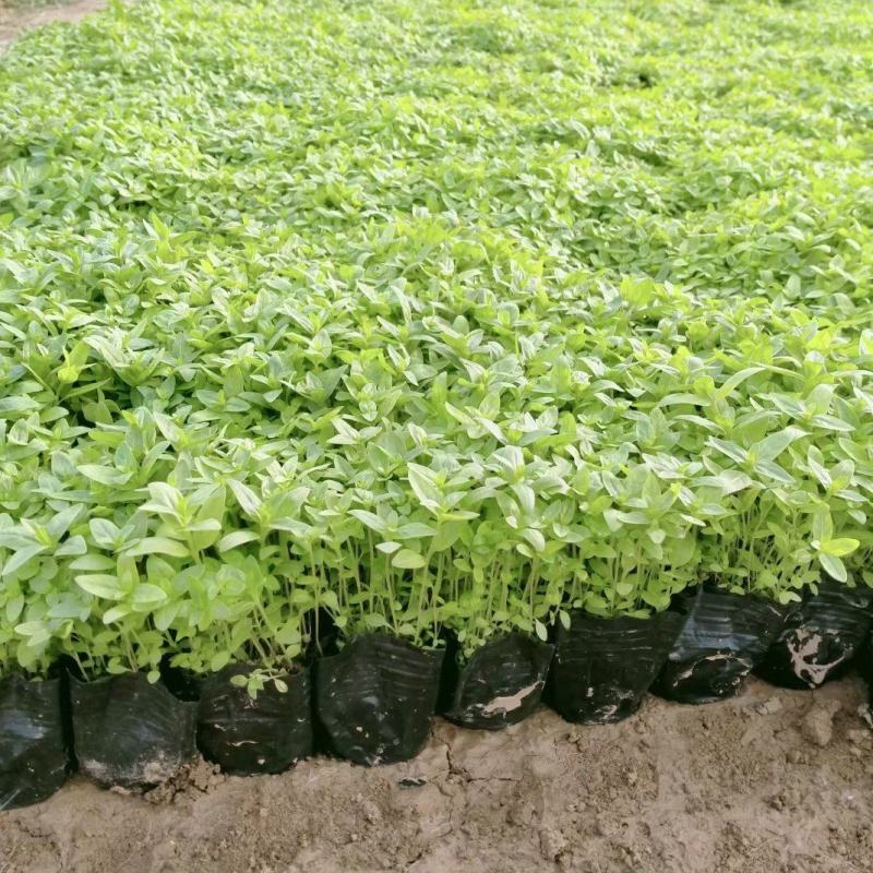 多牙千屈菜，基地直销大量有货，质量好量大