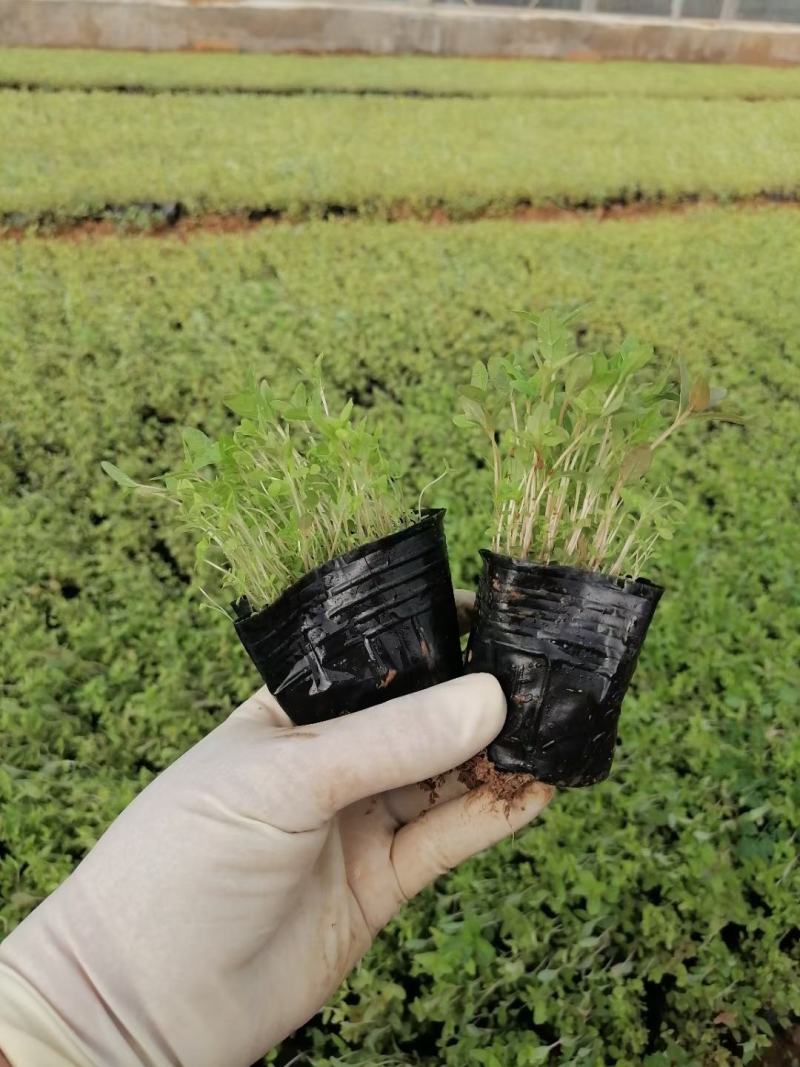 多牙千屈菜，基地直销大量有货，质量好量大