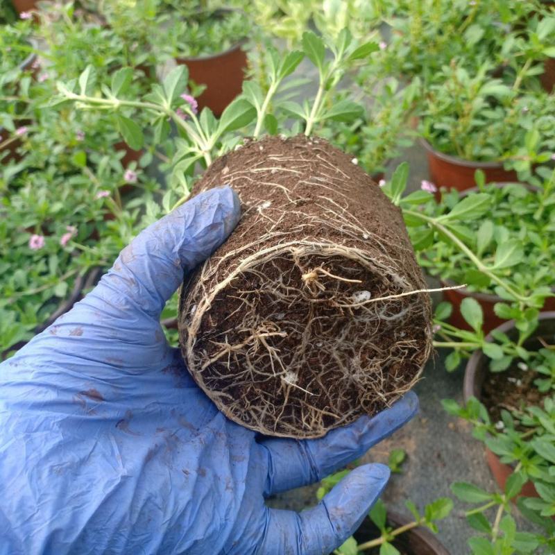 姬岩垂草盆栽苗耐寒耐热耐践踏庭院园林绿化花卉地被工程绿植