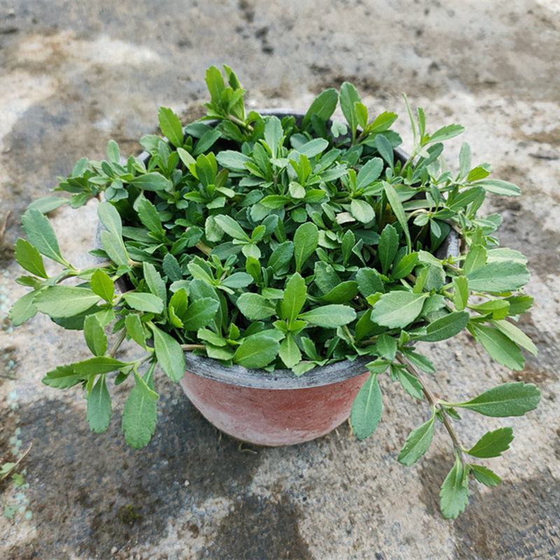 姬岩垂草盆栽苗耐寒耐热耐践踏庭院园林绿化花卉地被工程绿植