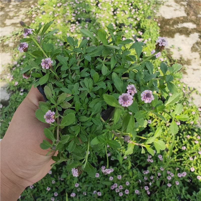 姬岩垂草盆栽苗耐寒耐热耐践踏庭院园林绿化花卉地被工程绿植