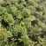 姬岩垂草盆栽苗耐寒耐热耐践踏庭院园林绿化花卉地被工程绿植