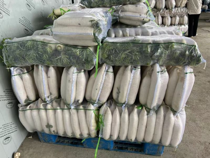 精品白箩卜象牙白，301白箩卜，供应超市，
