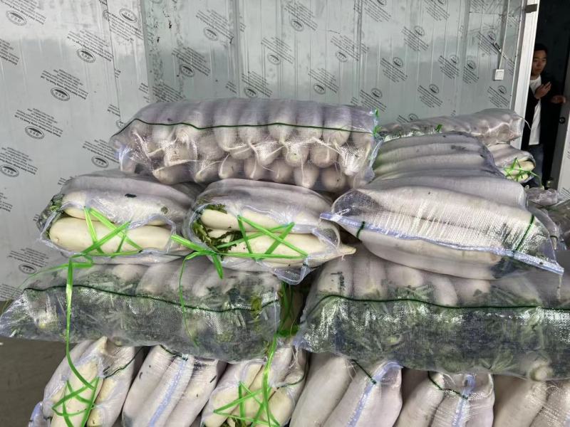 精品白箩卜象牙白，301白箩卜，供应超市，