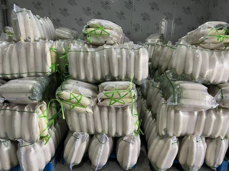 精品白箩卜象牙白，301白箩卜，供应超市，