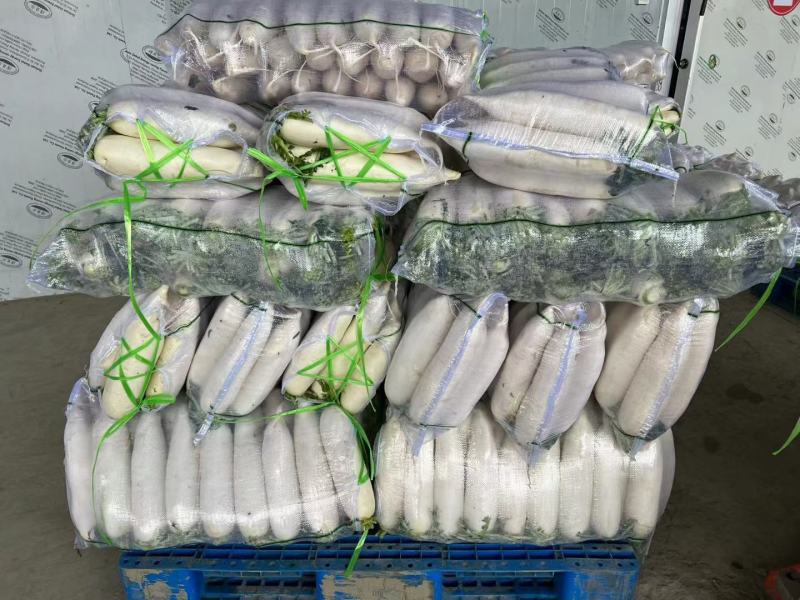 精品白箩卜象牙白，301白箩卜，供应超市，