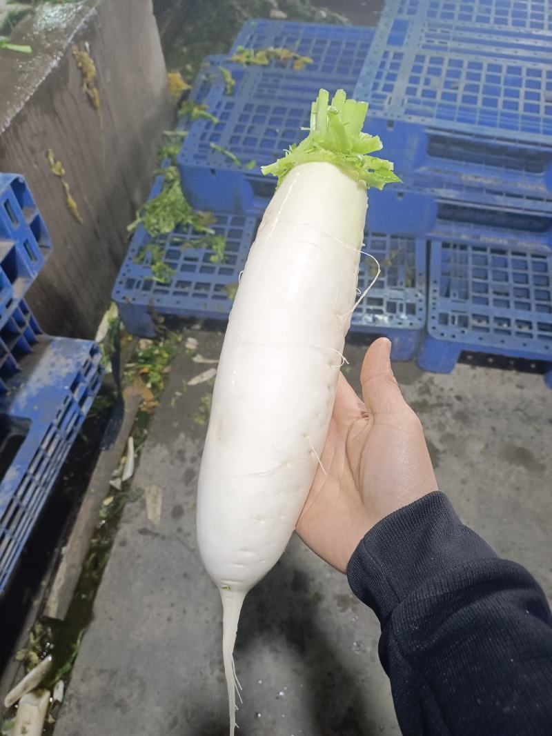 精品白箩卜象牙白，301白箩卜，供应超市，