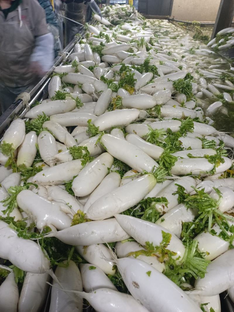 精品白箩卜象牙白，301白箩卜，供应超市，