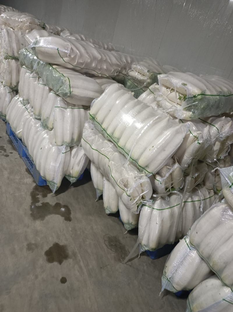 精品白箩卜象牙白，301白箩卜，供应超市，