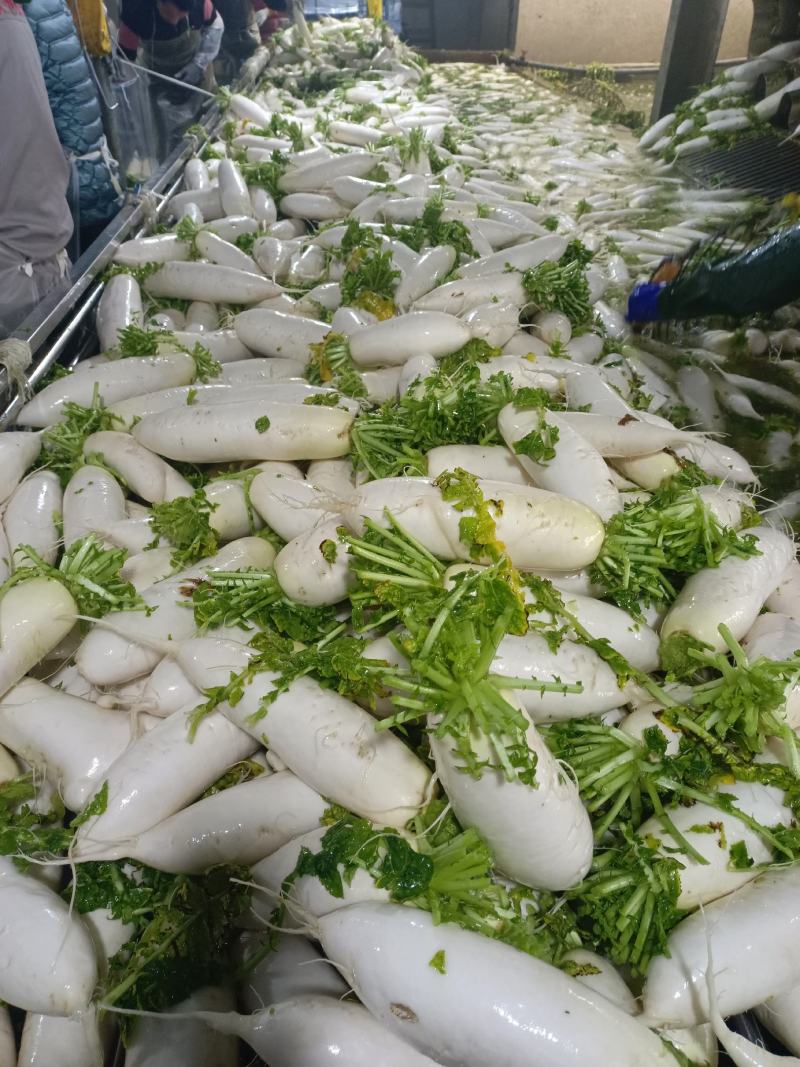 精品白箩卜象牙白，301白箩卜，供应超市，