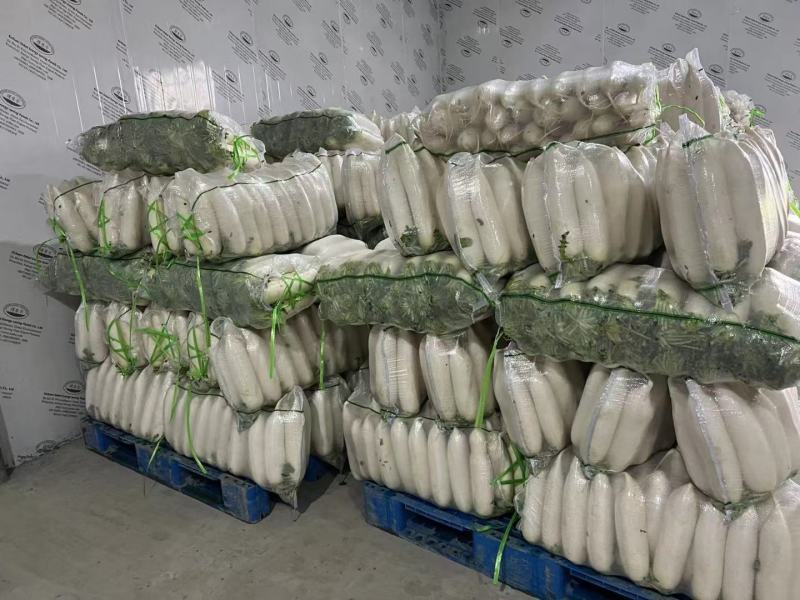精品白箩卜象牙白，301白箩卜，供应超市，