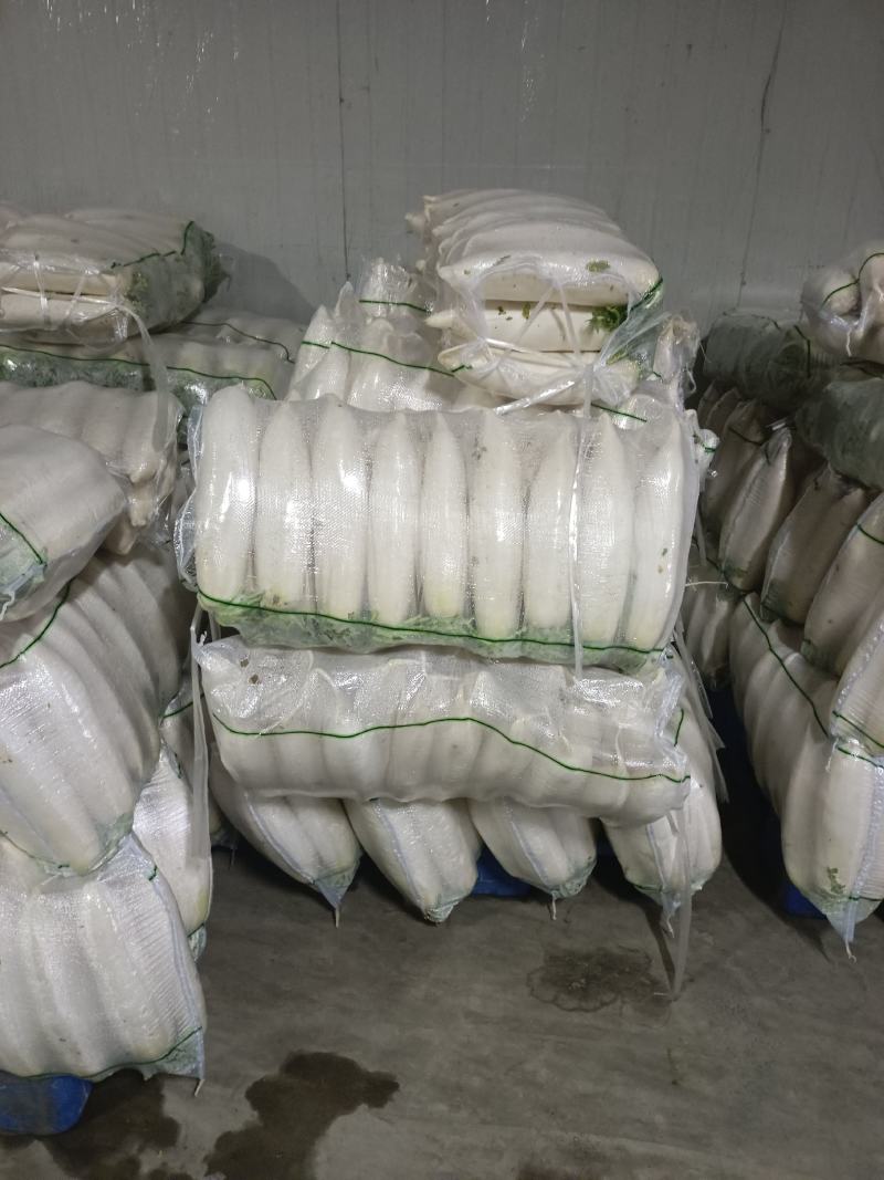 精品白箩卜象牙白，301白箩卜，供应超市，