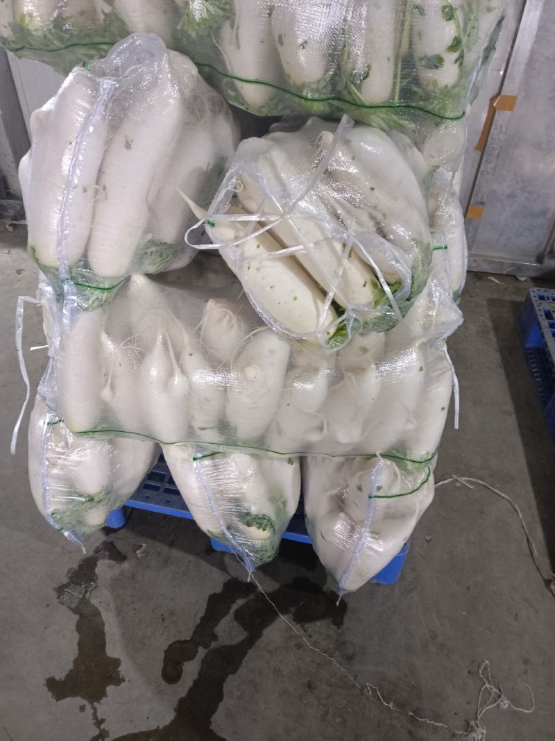 精品白箩卜象牙白，301白箩卜，供应超市，