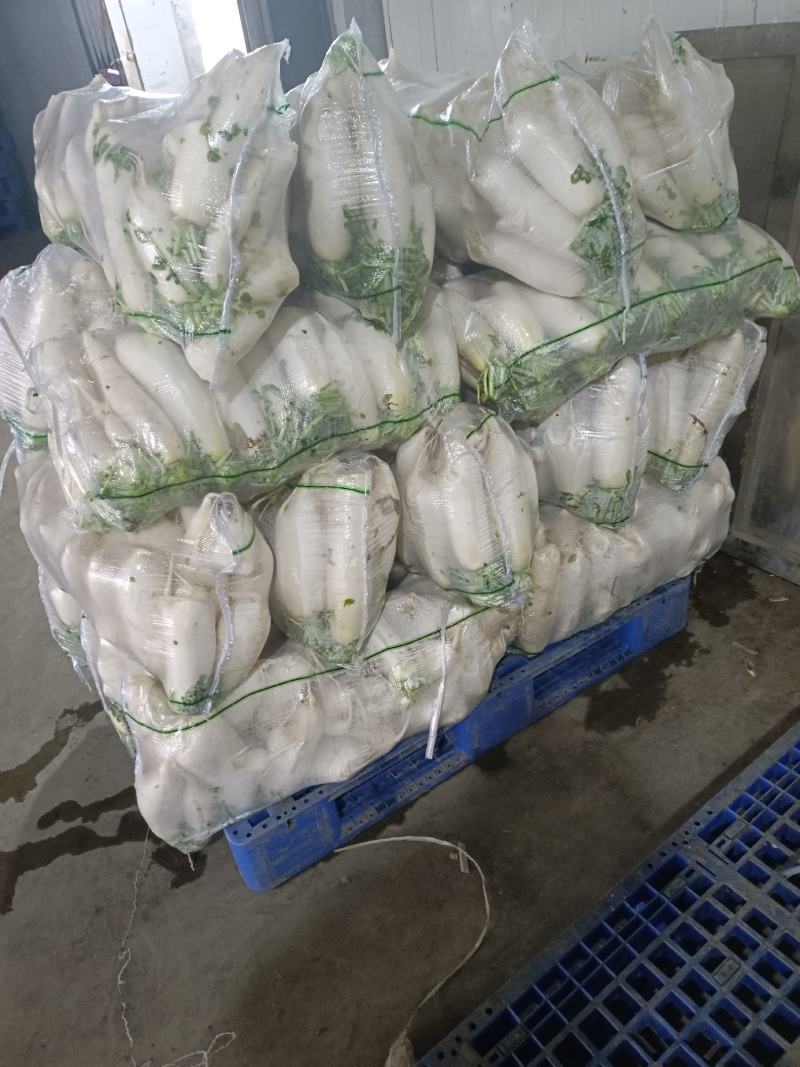 精品白箩卜象牙白，301白箩卜，供应超市，