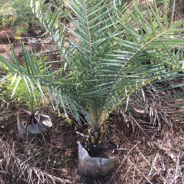 盆栽加拿利海枣树苗庭院植物四季常青乔木棕榈园林绿化景观
