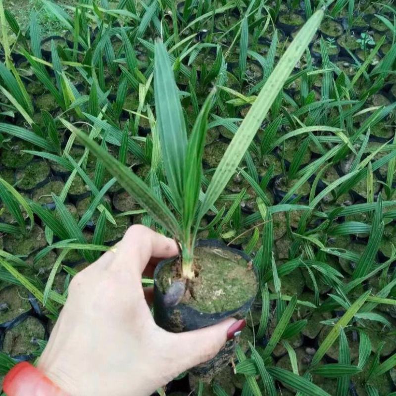 盆栽加拿利海枣树苗庭院植物四季常青乔木棕榈园林绿化景观