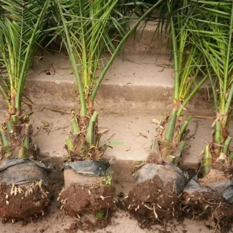 盆栽加拿利海枣树苗庭院植物四季常青乔木棕榈园林绿化景观