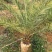 盆栽加拿利海枣树苗庭院植物四季常青乔木棕榈园林绿化景观