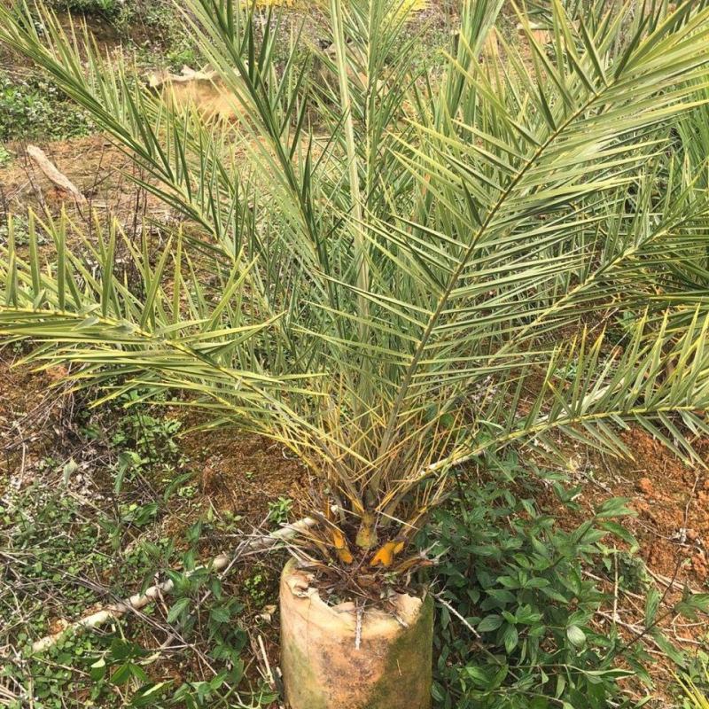 盆栽加拿利海枣树苗庭院植物四季常青乔木棕榈园林绿化景观