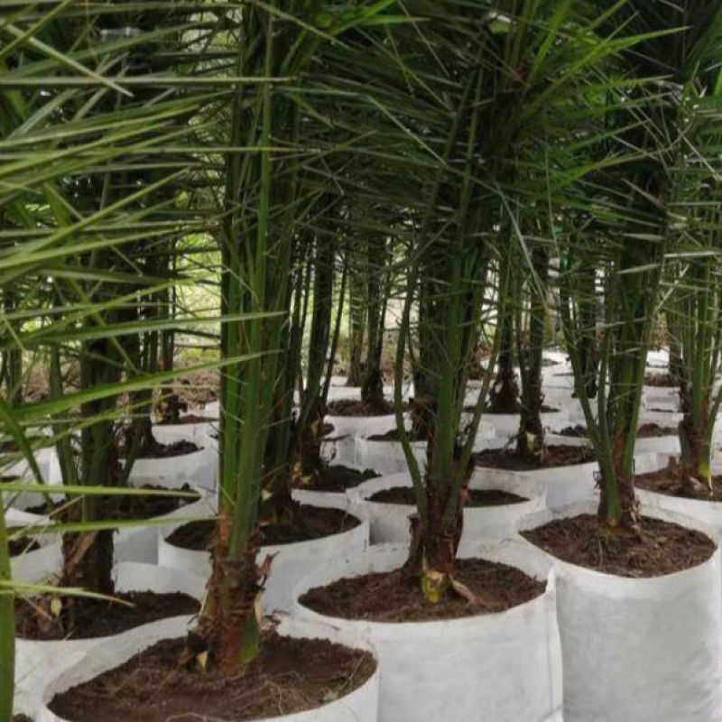 盆栽加拿利海枣树苗庭院植物四季常青乔木棕榈园林绿化景观