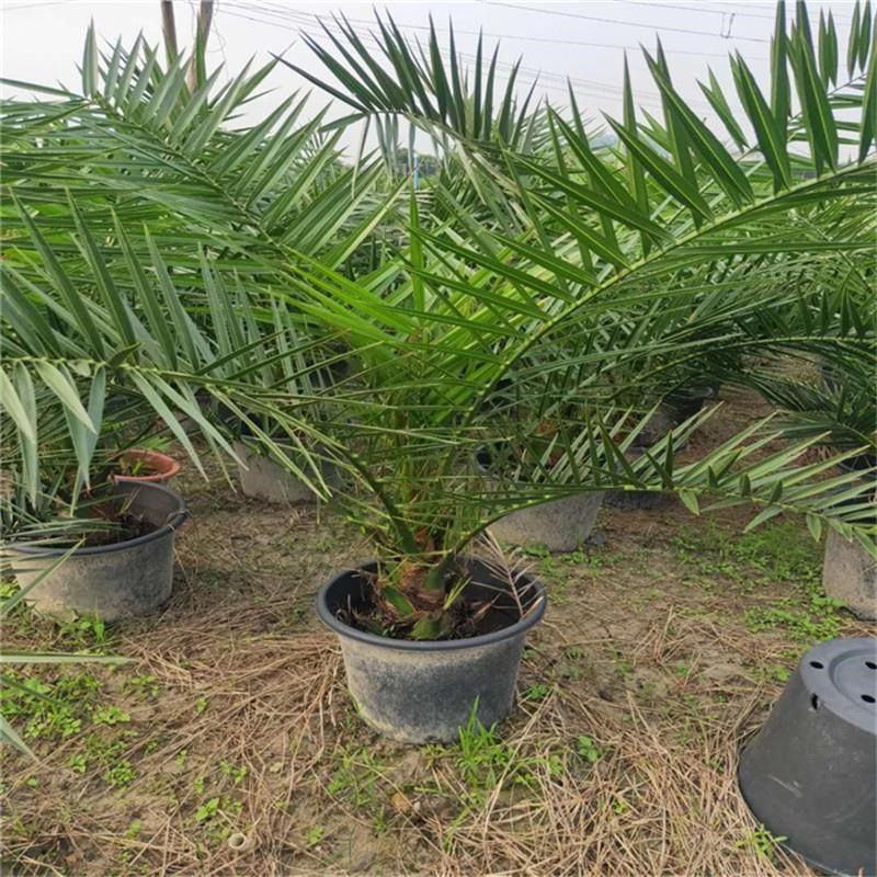 盆栽加拿利海枣树苗庭院植物四季常青乔木棕榈园林绿化景观