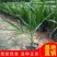 盆栽加拿利海枣树苗庭院植物四季常青乔木棕榈园林绿化景观