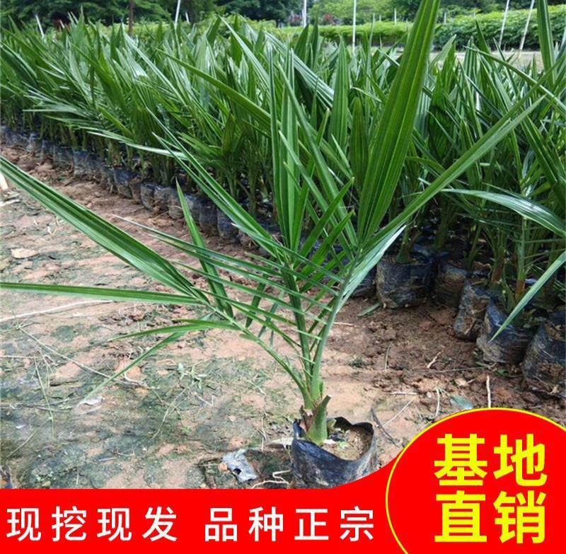 盆栽加拿利海枣树苗庭院植物四季常青乔木棕榈园林绿化景观