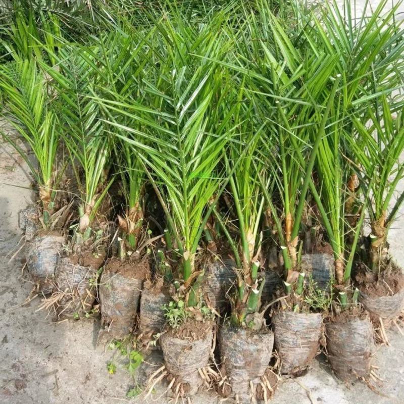 盆栽加拿利海枣树苗庭院植物四季常青乔木棕榈园林绿化景观