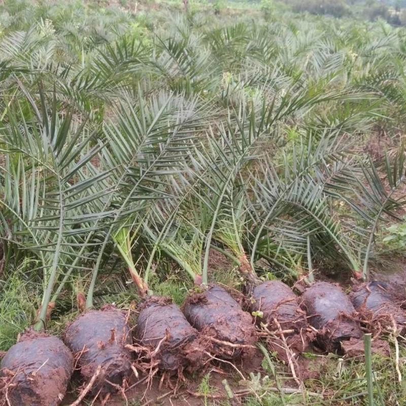 盆栽加拿利海枣树苗庭院植物四季常青乔木棕榈园林绿化景观