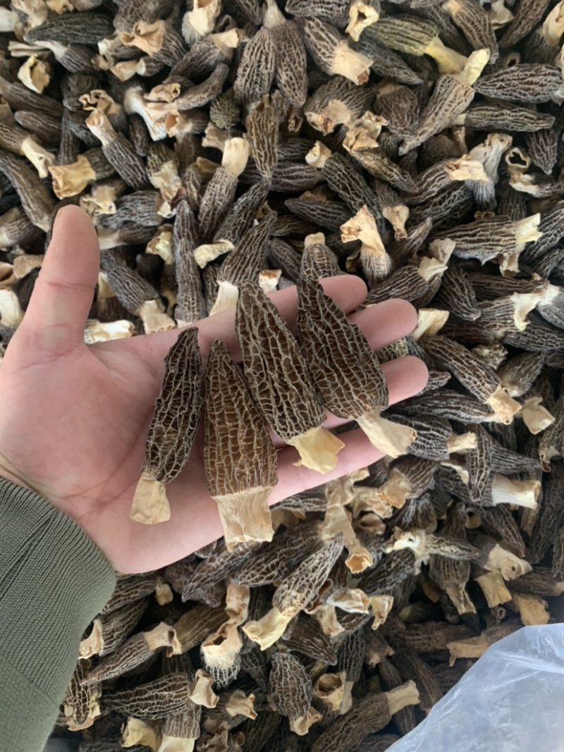 羊肚菌干货各种品质